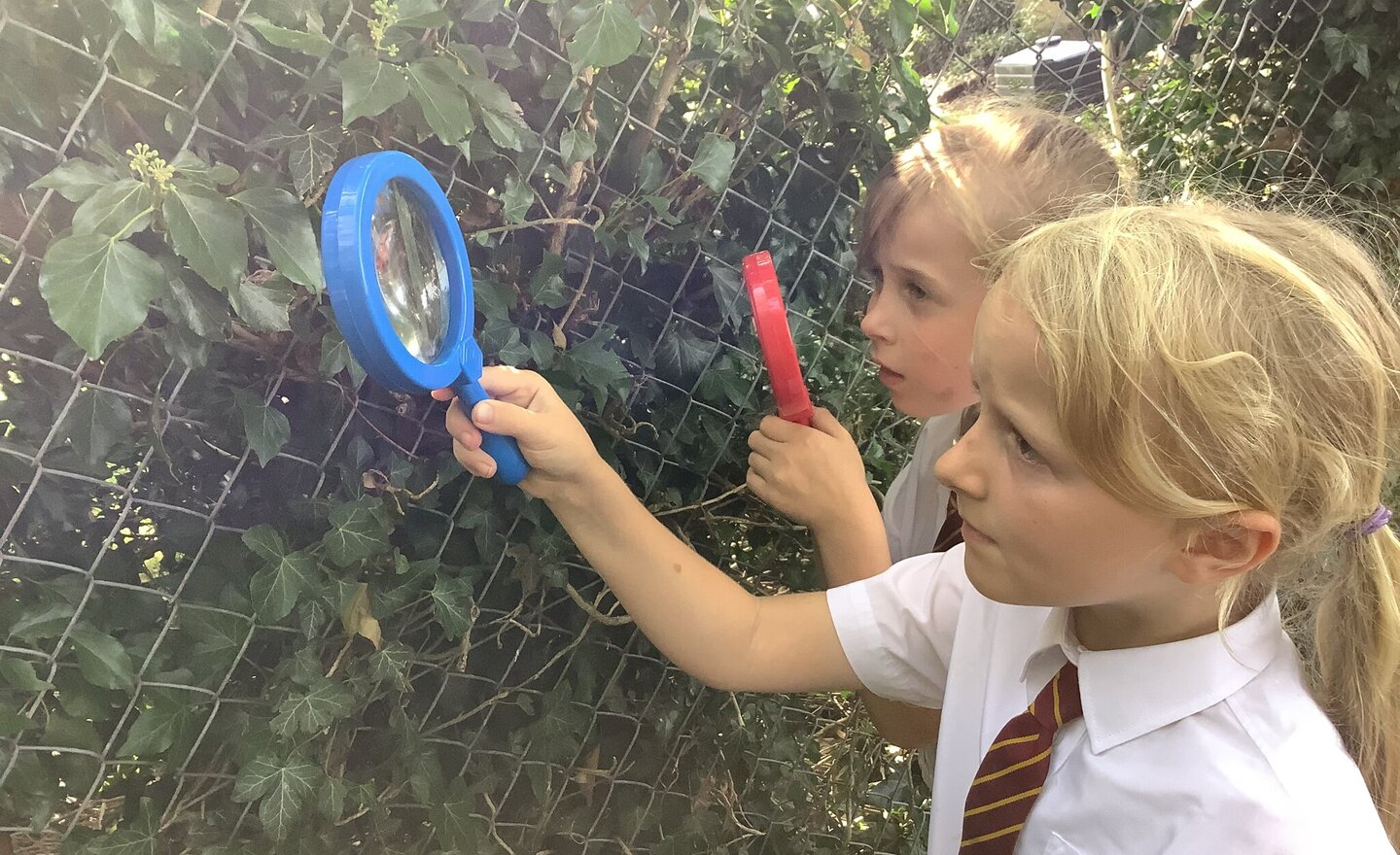 Image of Observing Closely in Science