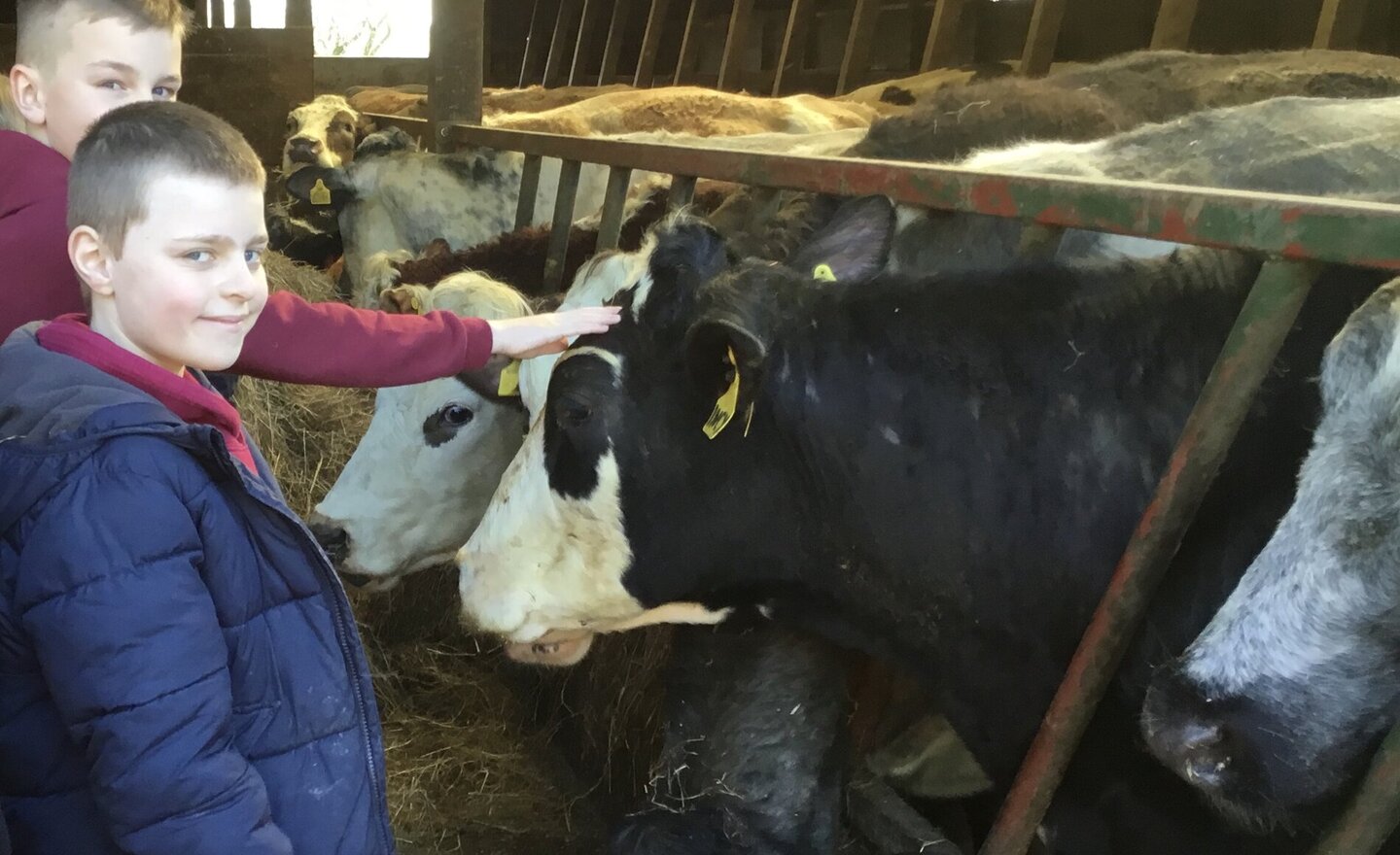 Image of Year 5 Strudda Farm Visit