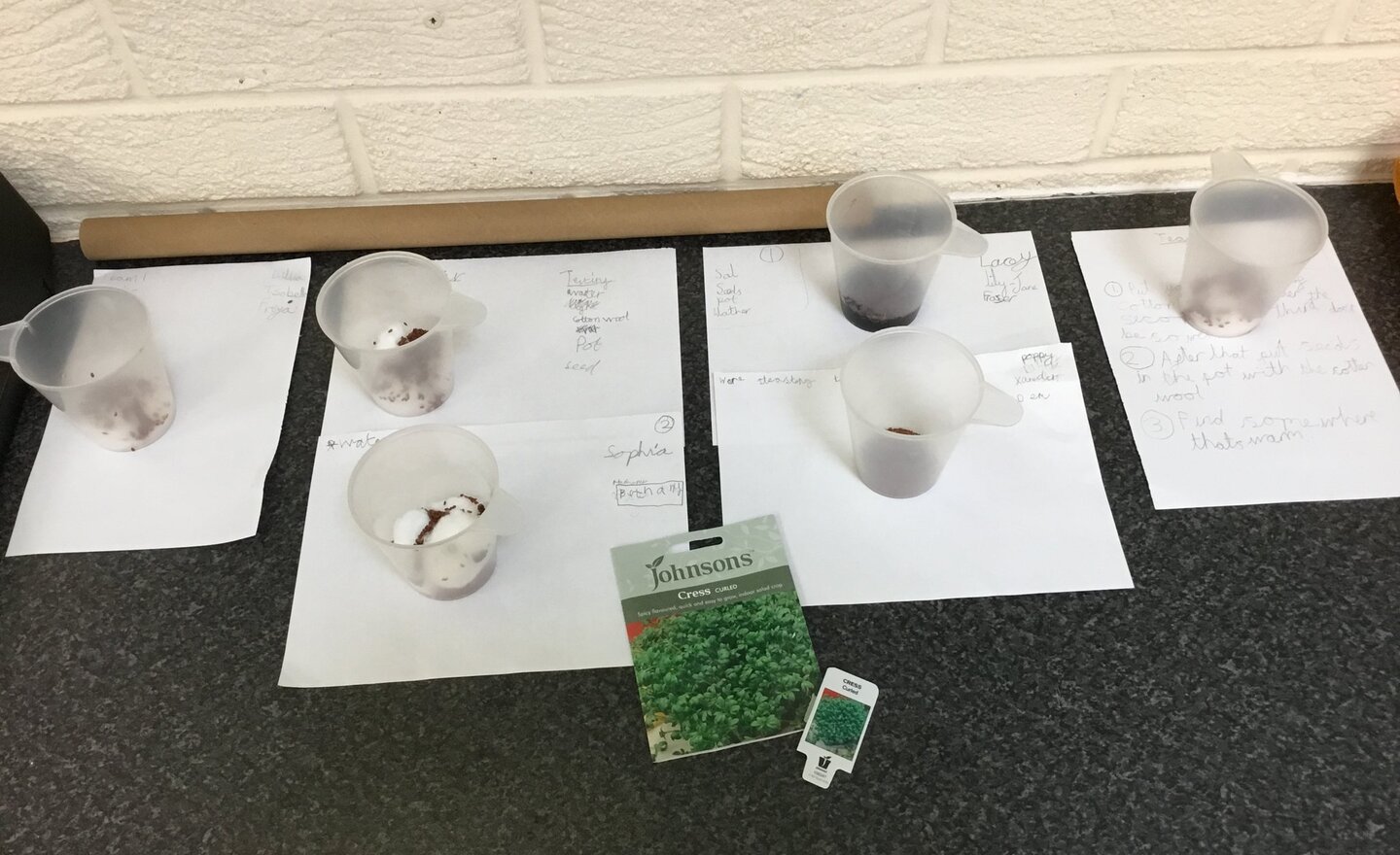 Image of Year 2 Science Investigation