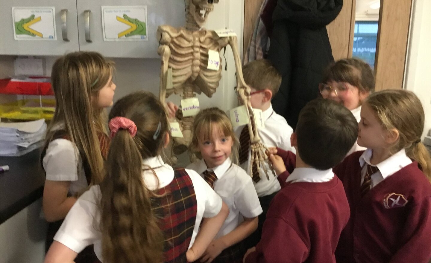 Image of Super Skeletons in Science