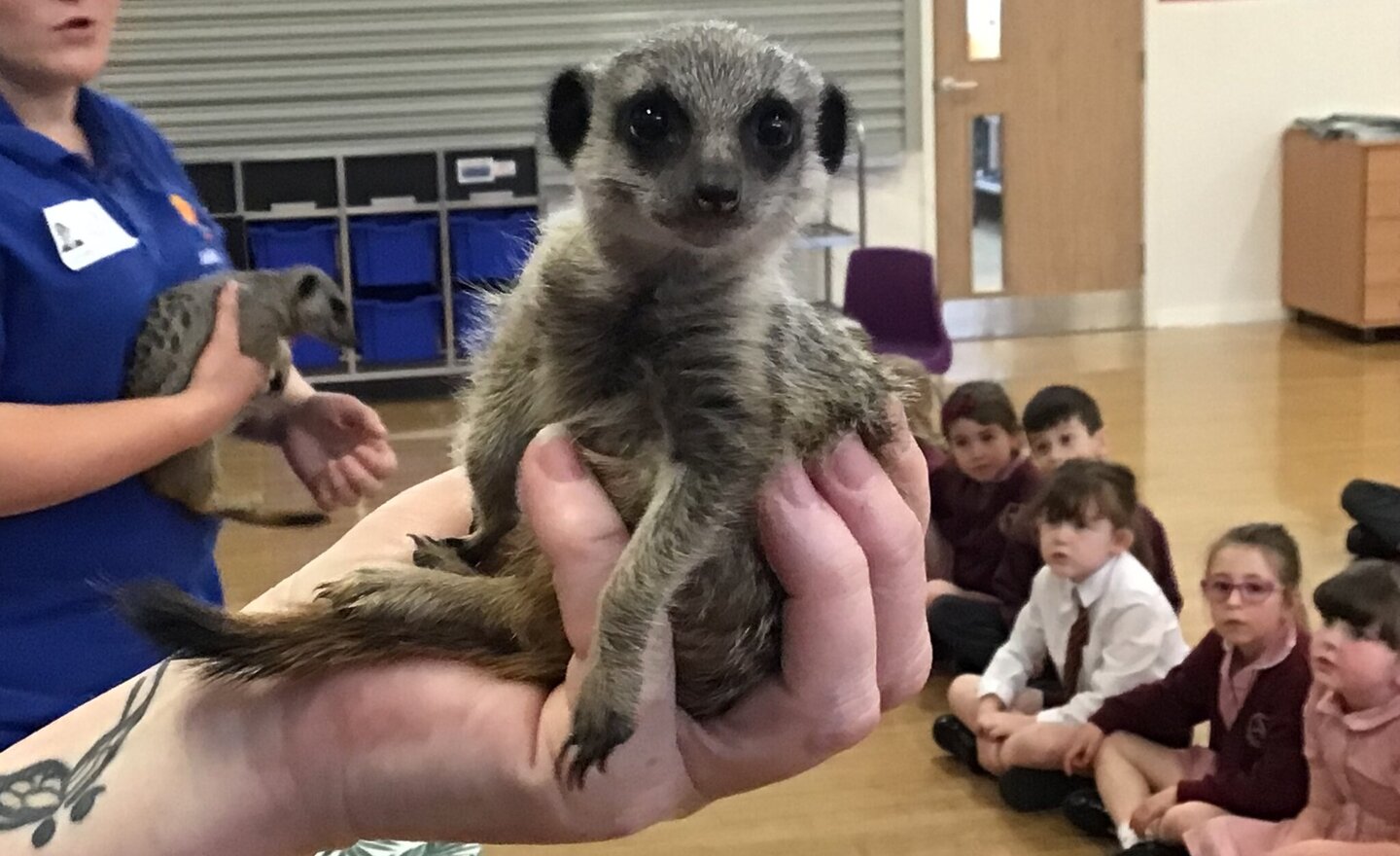 Image of Meerkat Mail 