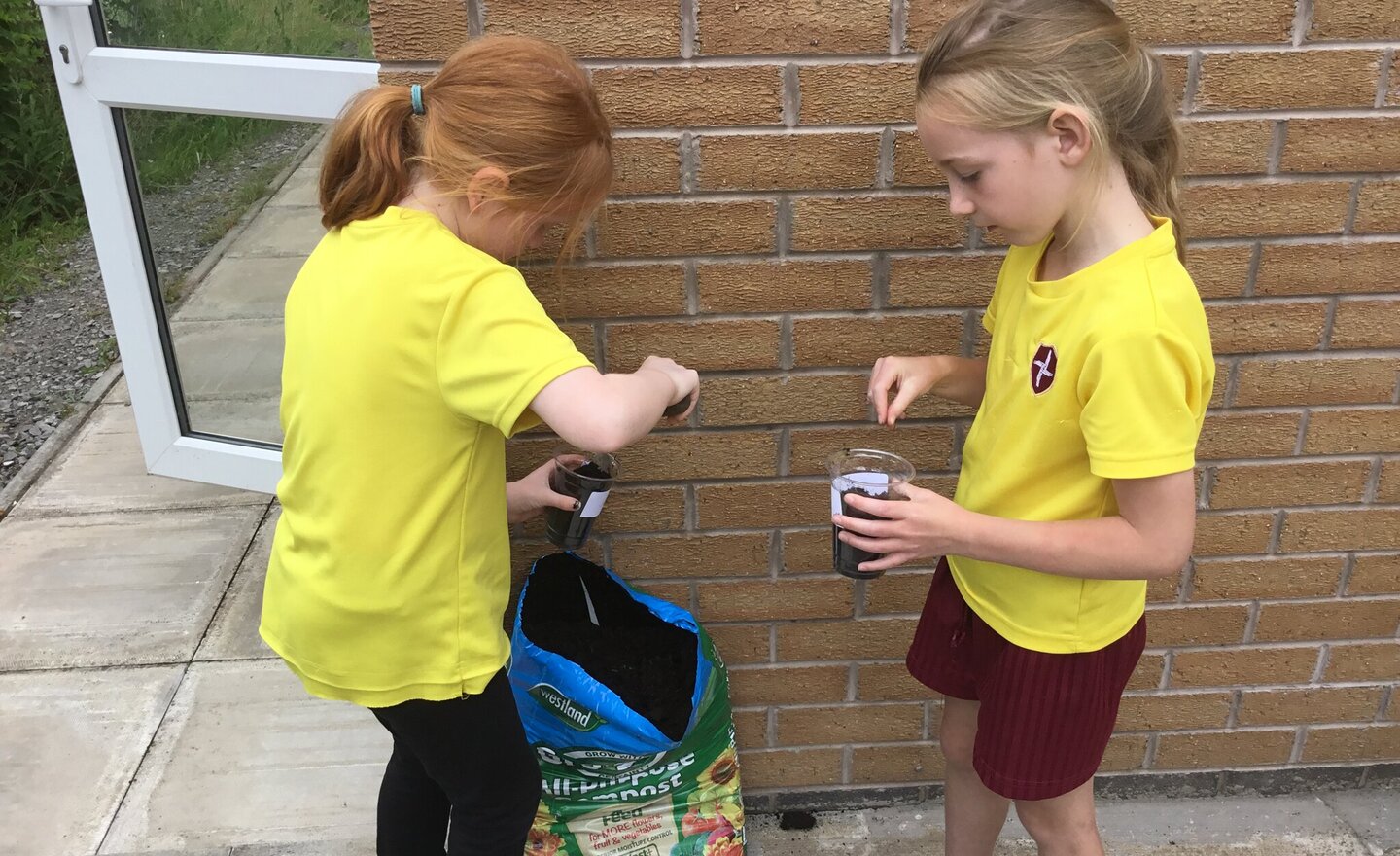 Image of Planting Sunflowers Investigation 