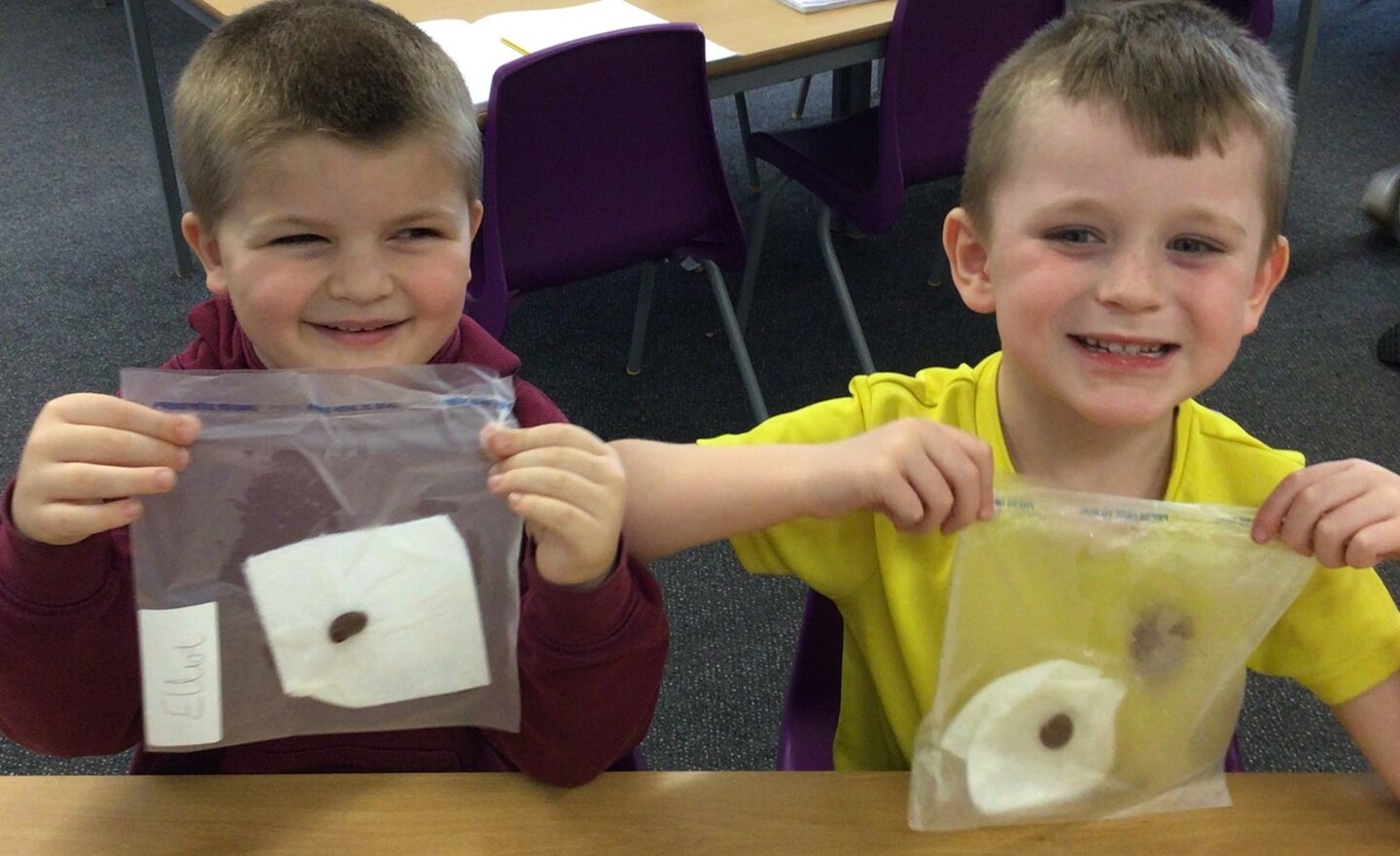 Image of Y1 Growing Beans in Bags