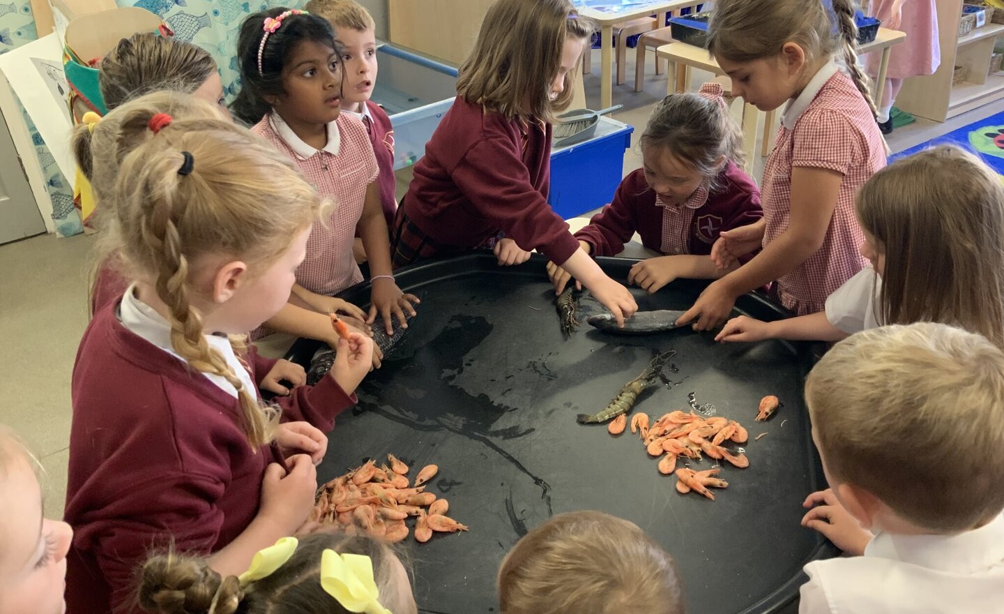 Image of Exploring sea creatures in Reception 