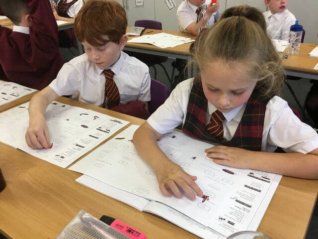 Classification Keys Y4 | St Bridget's Catholic Primary School