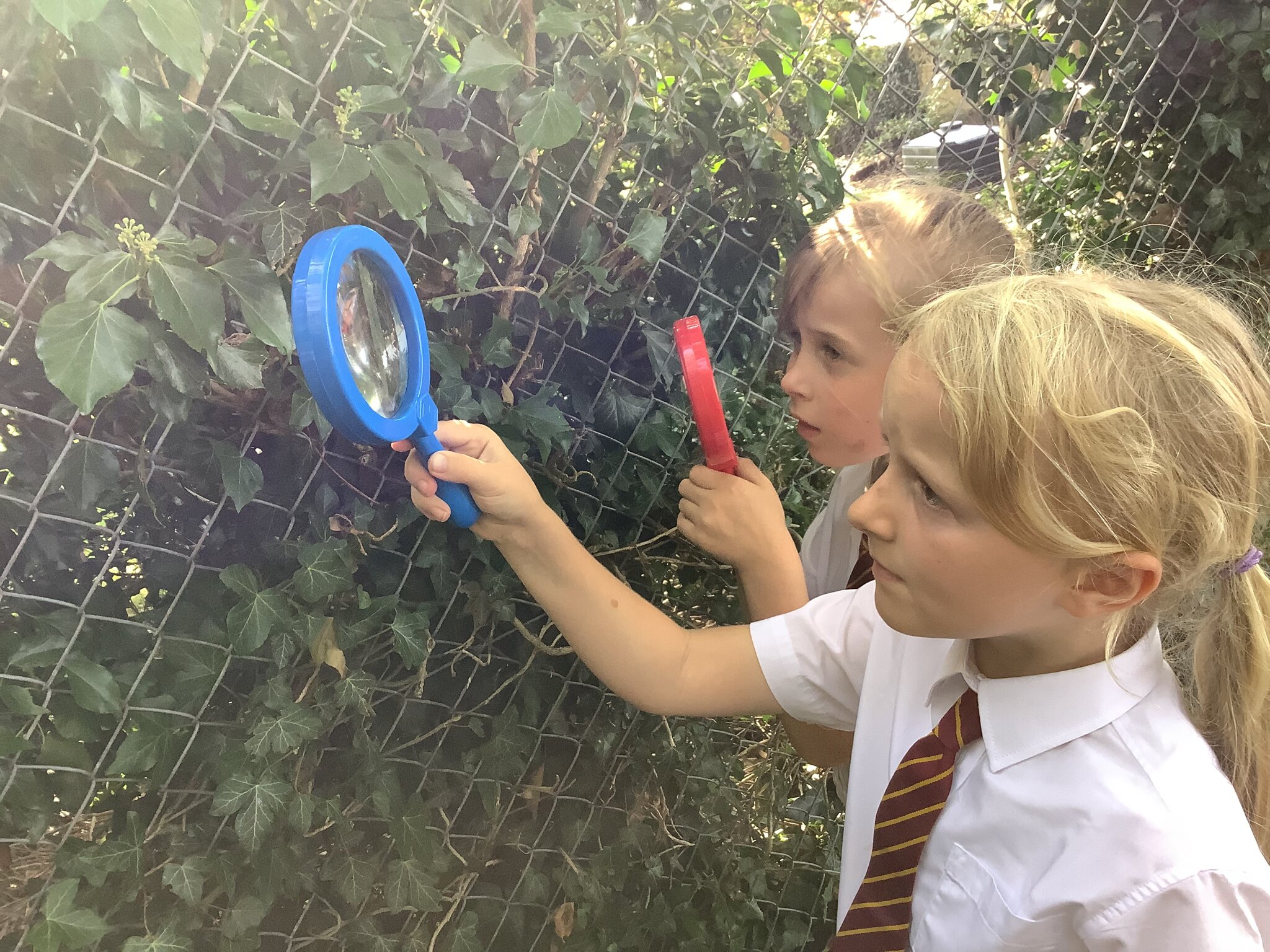 Image of Observing Closely in Science