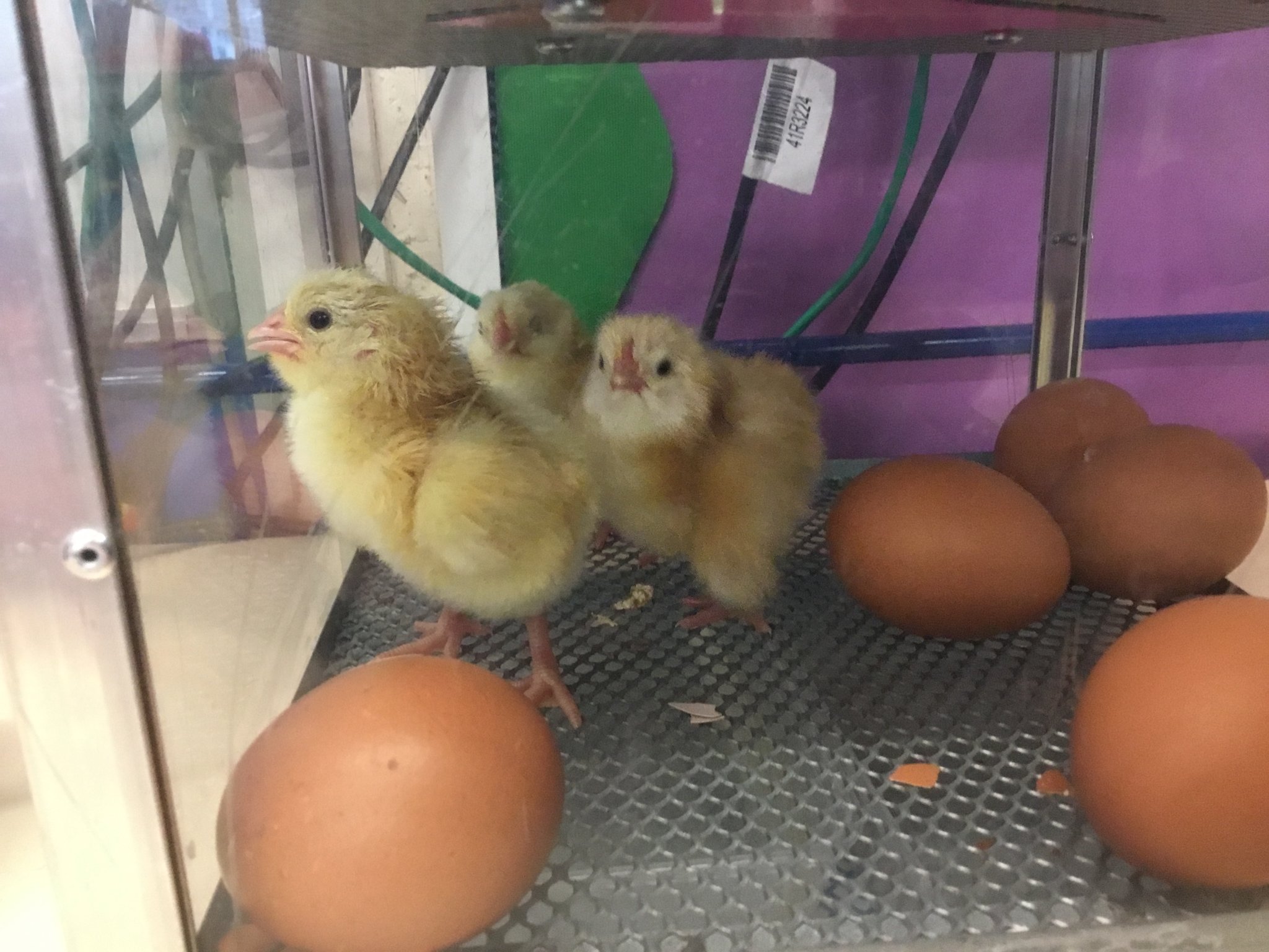 Image of Nursery’s hatching chicks