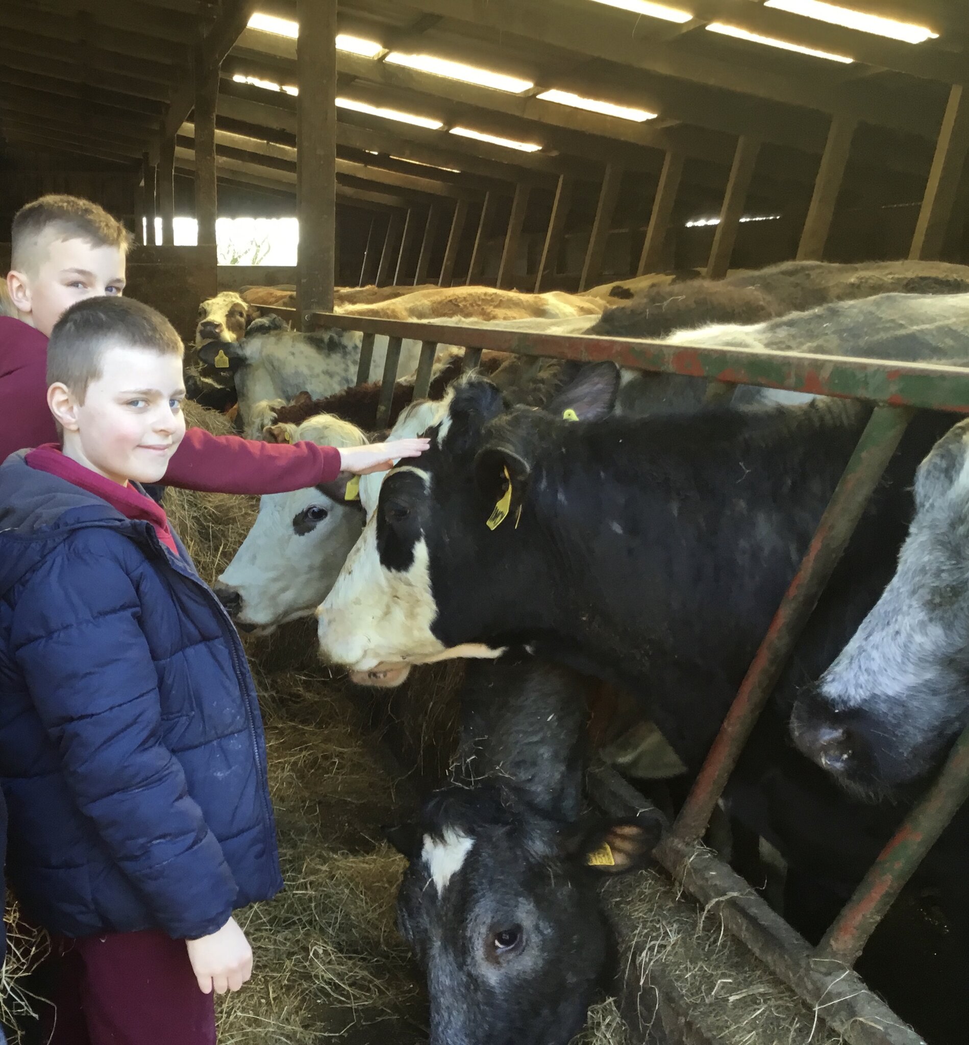 Image of Year 5 Strudda Farm Visit