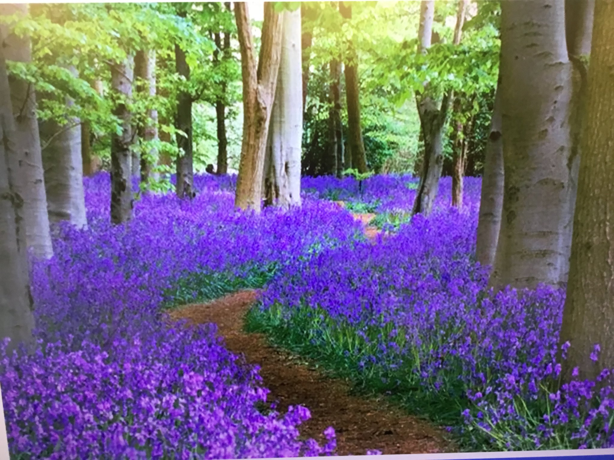 Image of Painting nature: Bluebell Wood at Muncaster Castle