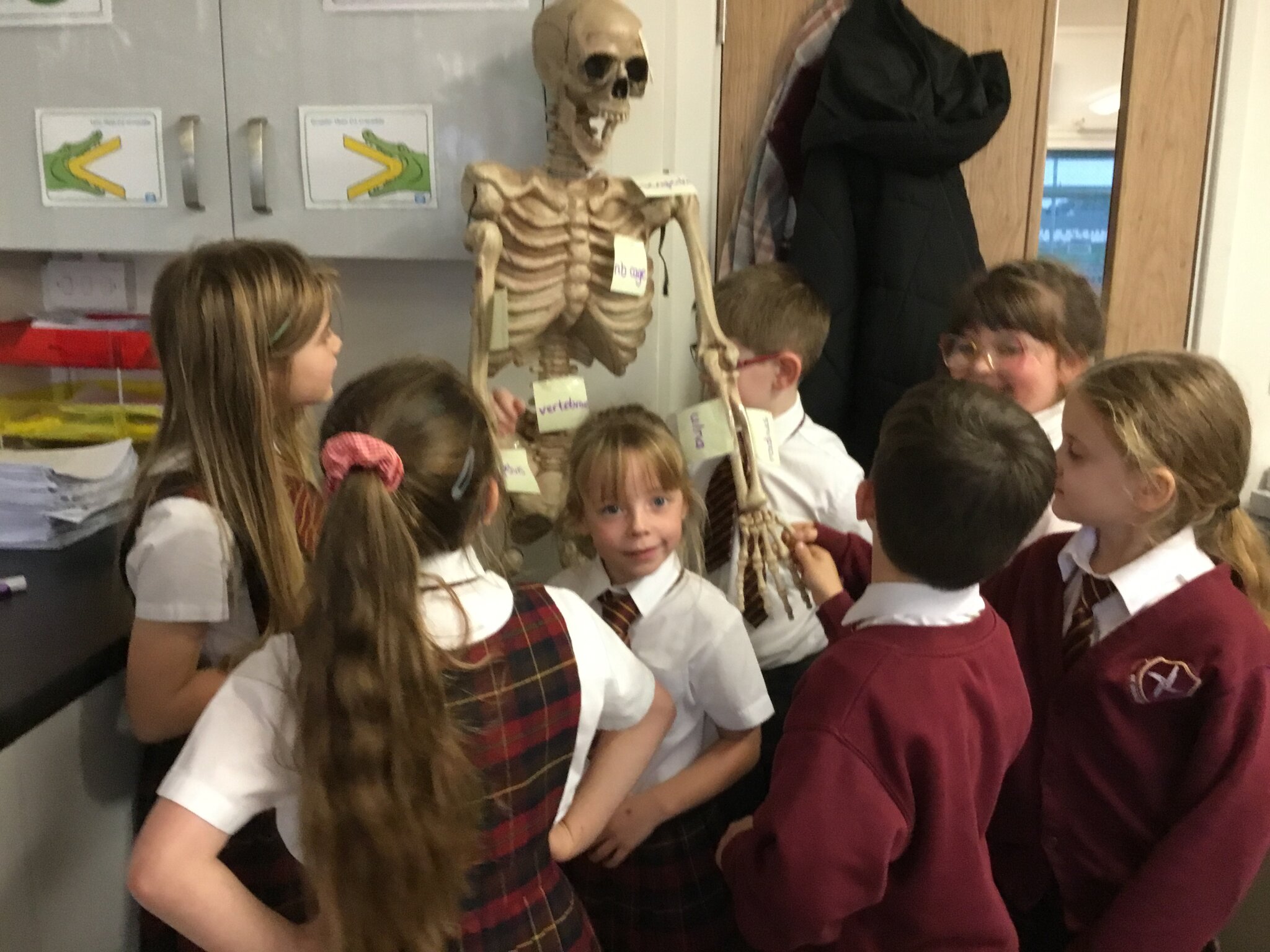 Image of Super Skeletons in Science