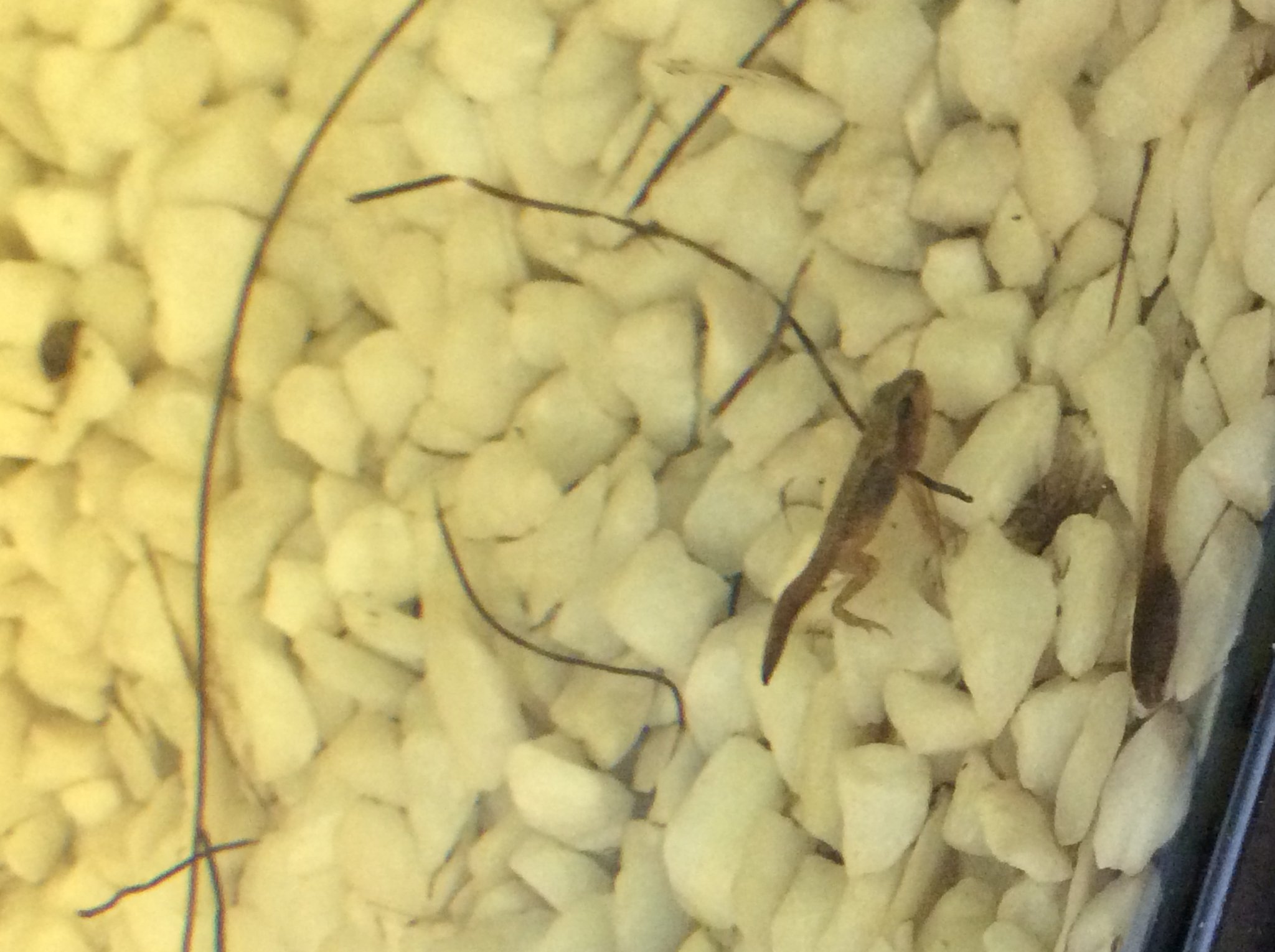 Image of Year 1 tadpole update