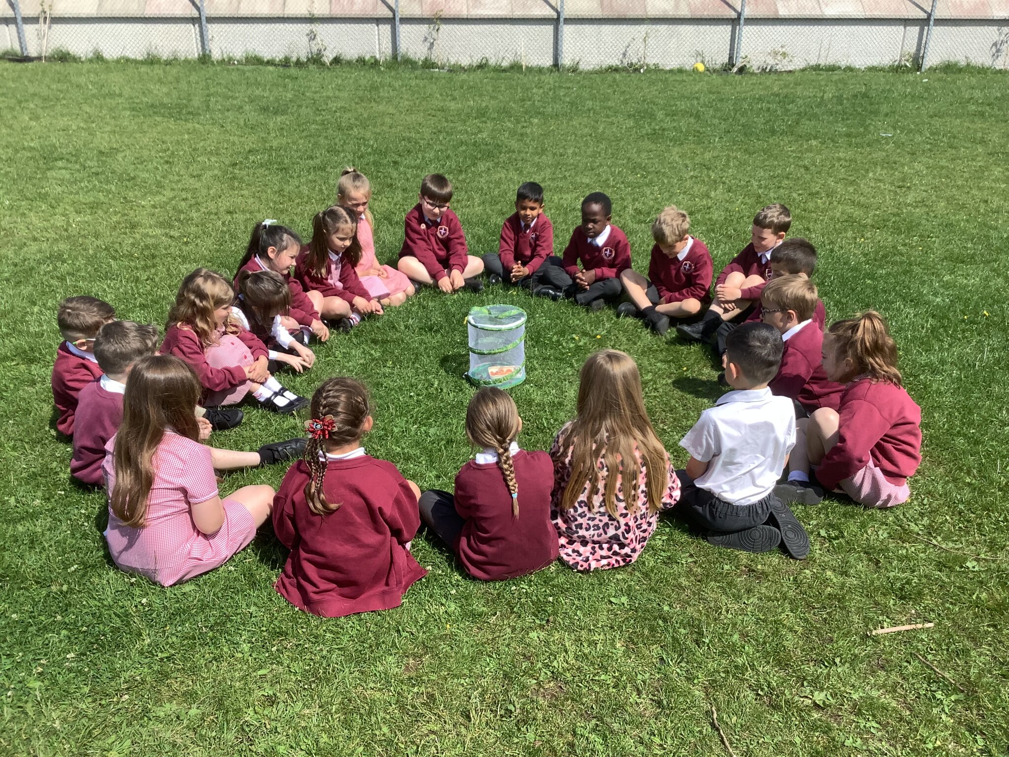 Image of Learning about the Butterfly Life Cycle