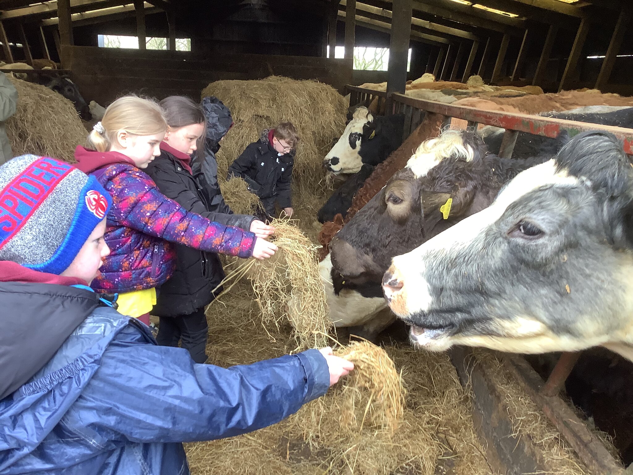 Image of Year 2 Visit to Strudda Bank Farm March 2024