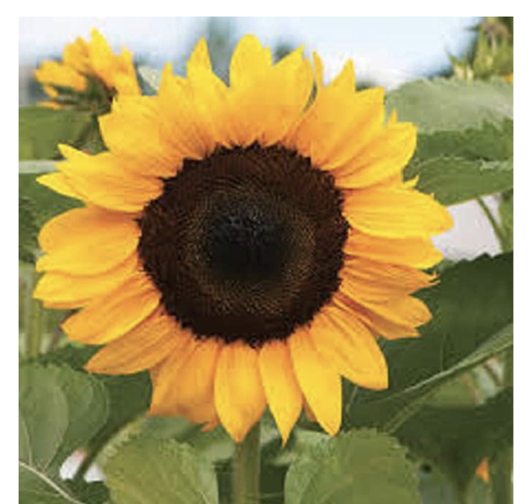 Image of Super Sunflower Post