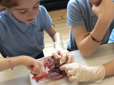 Image of Year 6 Heart Dissection