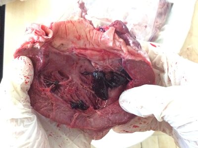 Image of year 6 Heart dissection 2