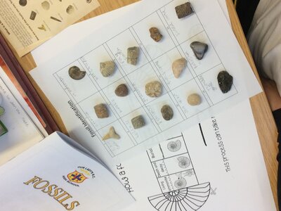 Image of Y6 Science photos fossils