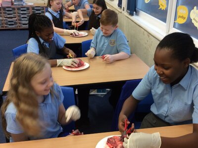 Image of Y6 Science photos heart dissection