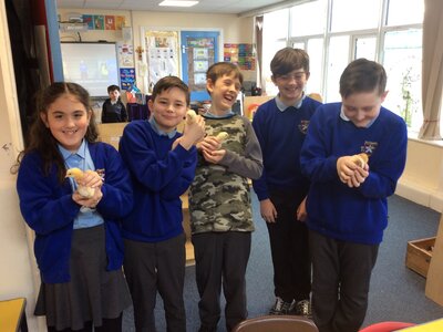 Image of y6 visit to see the chicks in Reception 