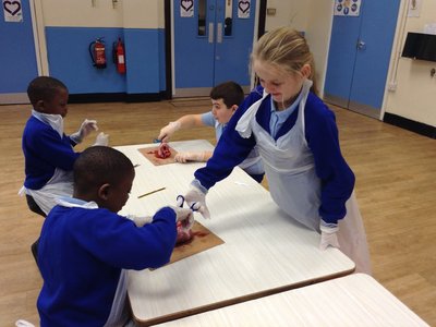 Image of Year 6 Heart dissection 