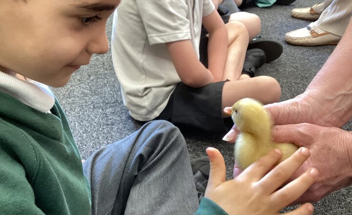 Image of A Quacking Good Surprise: A Special Visit