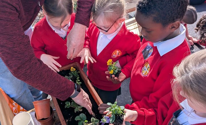 Image of Hands‑On Learning: Year 1 Enjoy Spring Planting Session