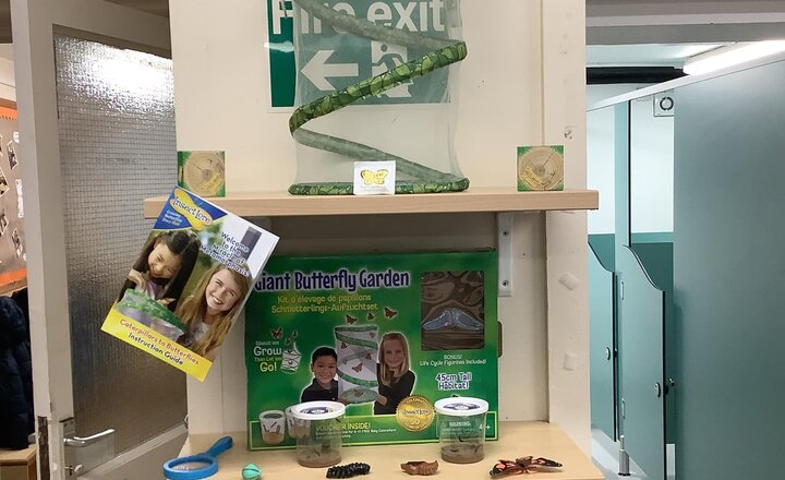 St Joseph pupil looking at their brand new catapillars