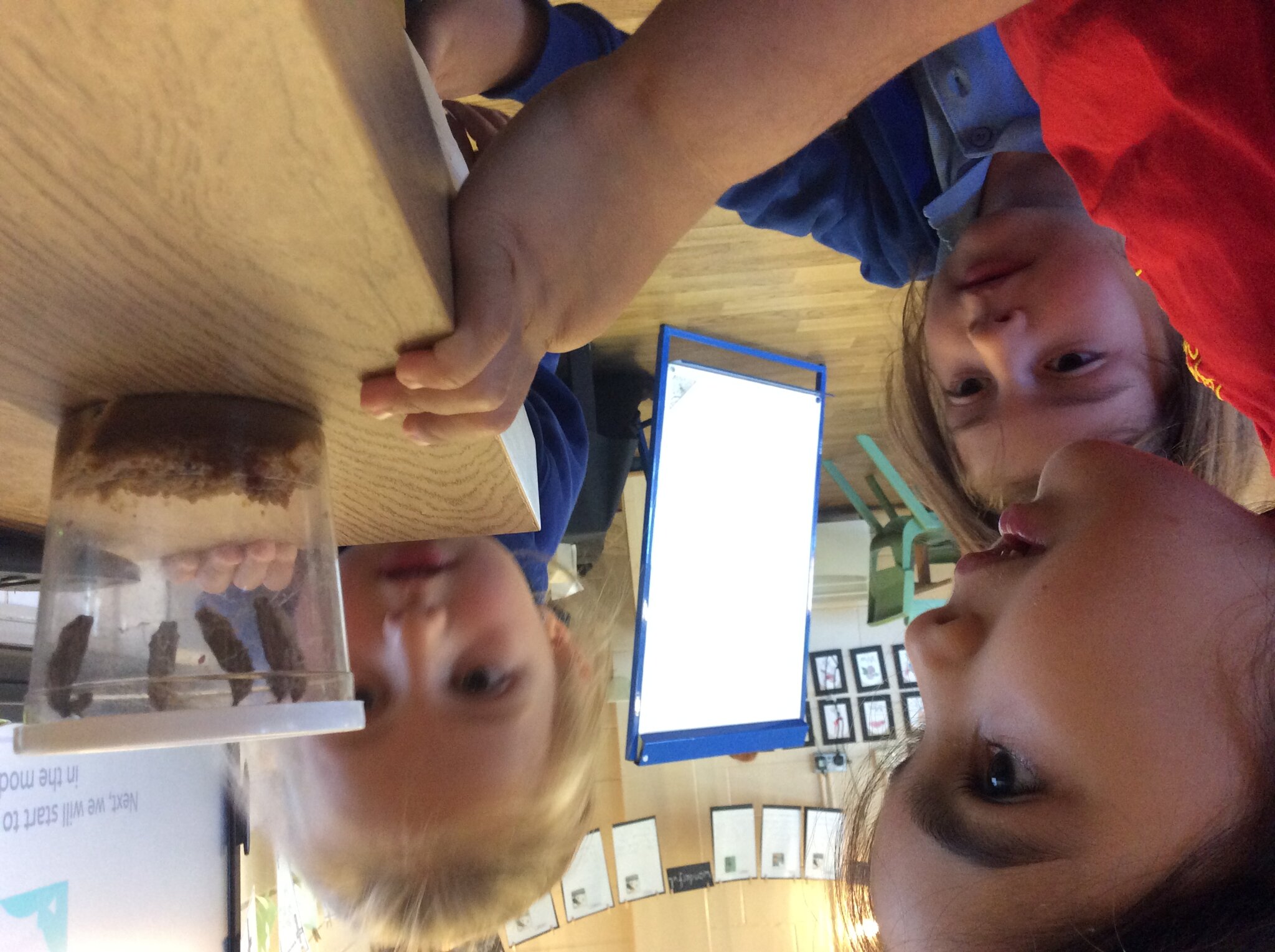 Image of Beautiful Butterflies in Astley Class!