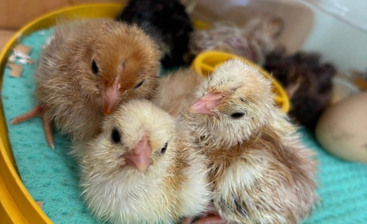 The new adorable additions at St Mary's Barnard Castle
