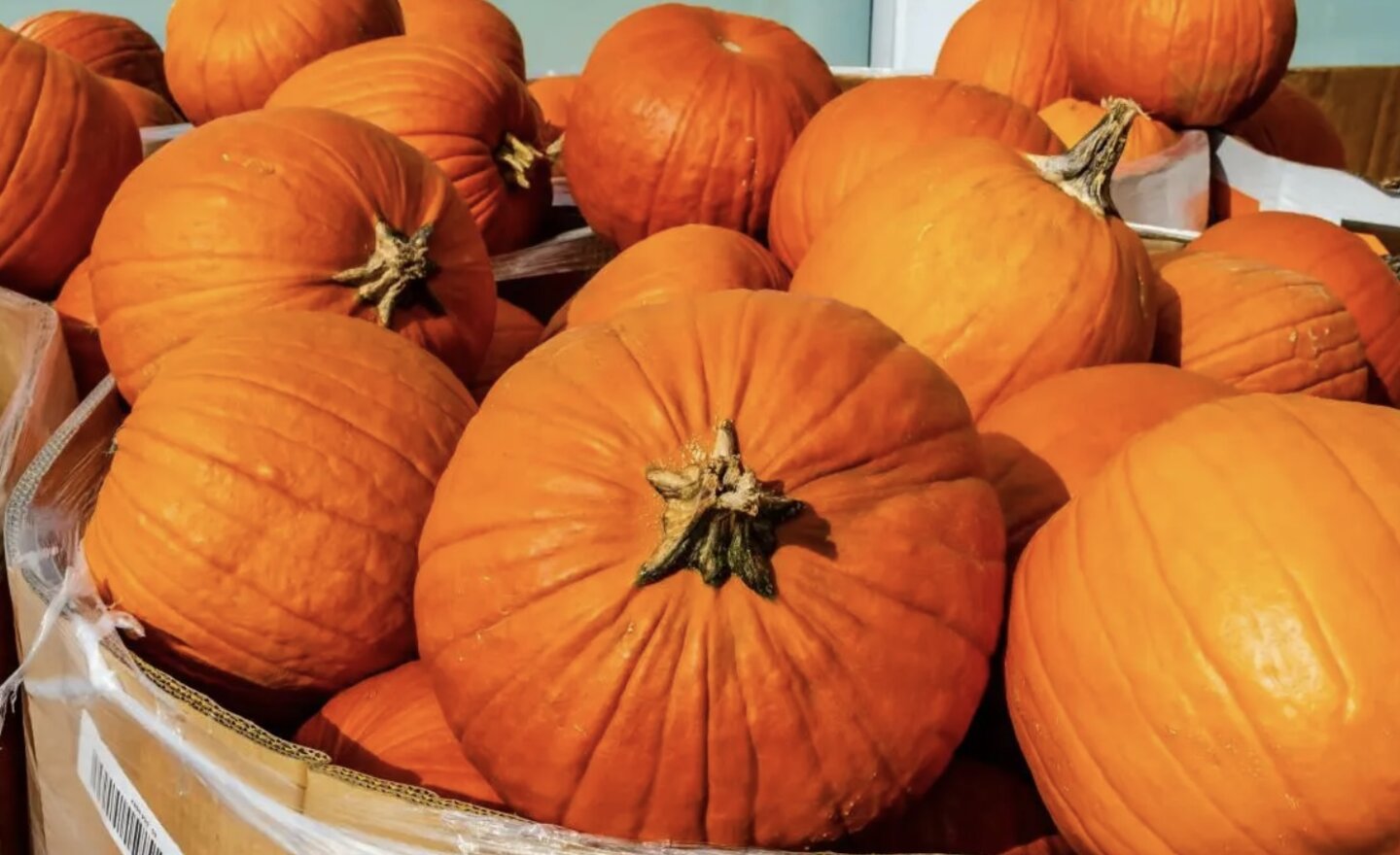 Image of Pumpkin Fun