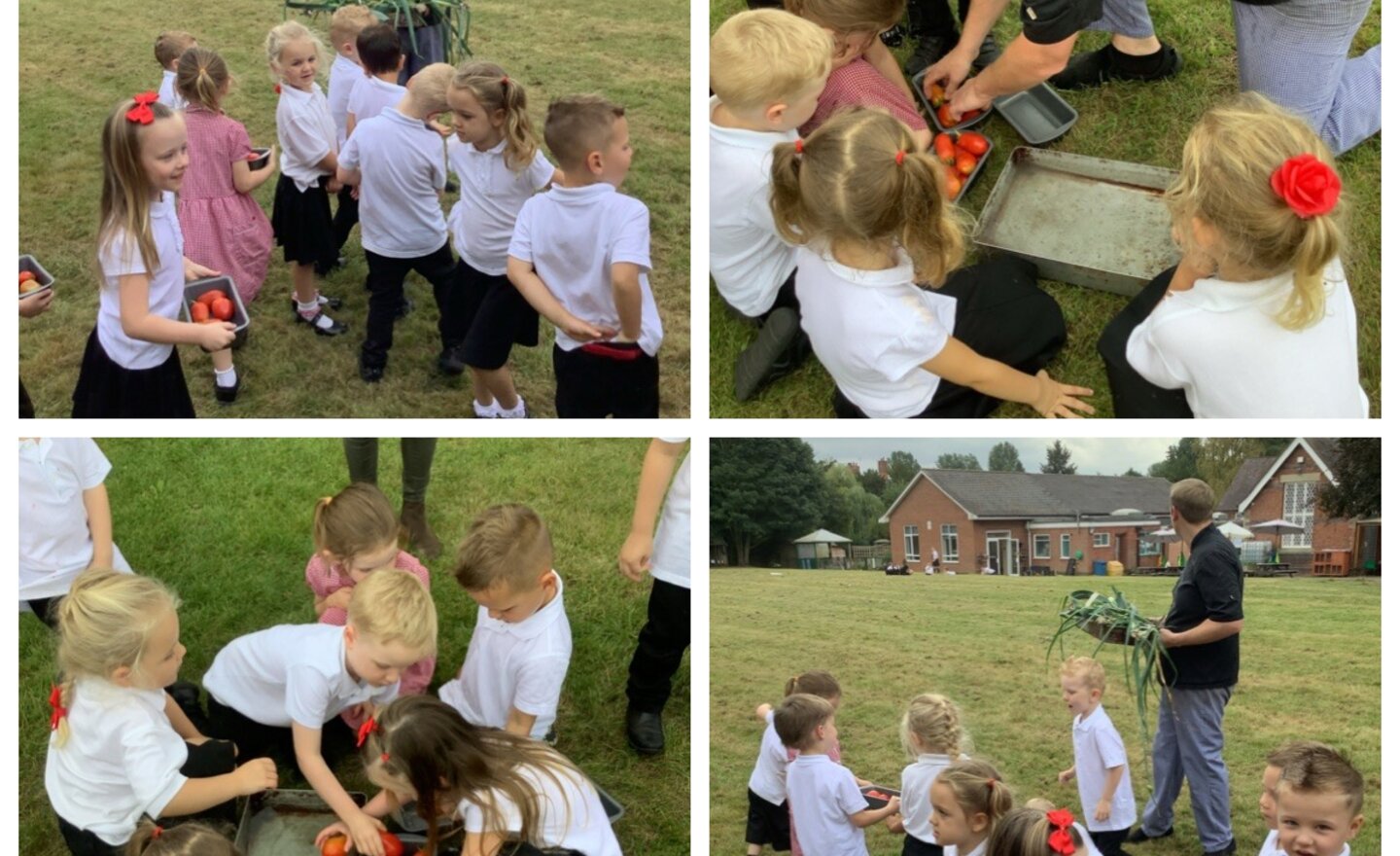 Image of What is growing in the garden?