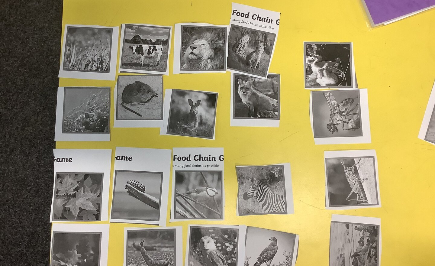 Image of Food webs and food chains