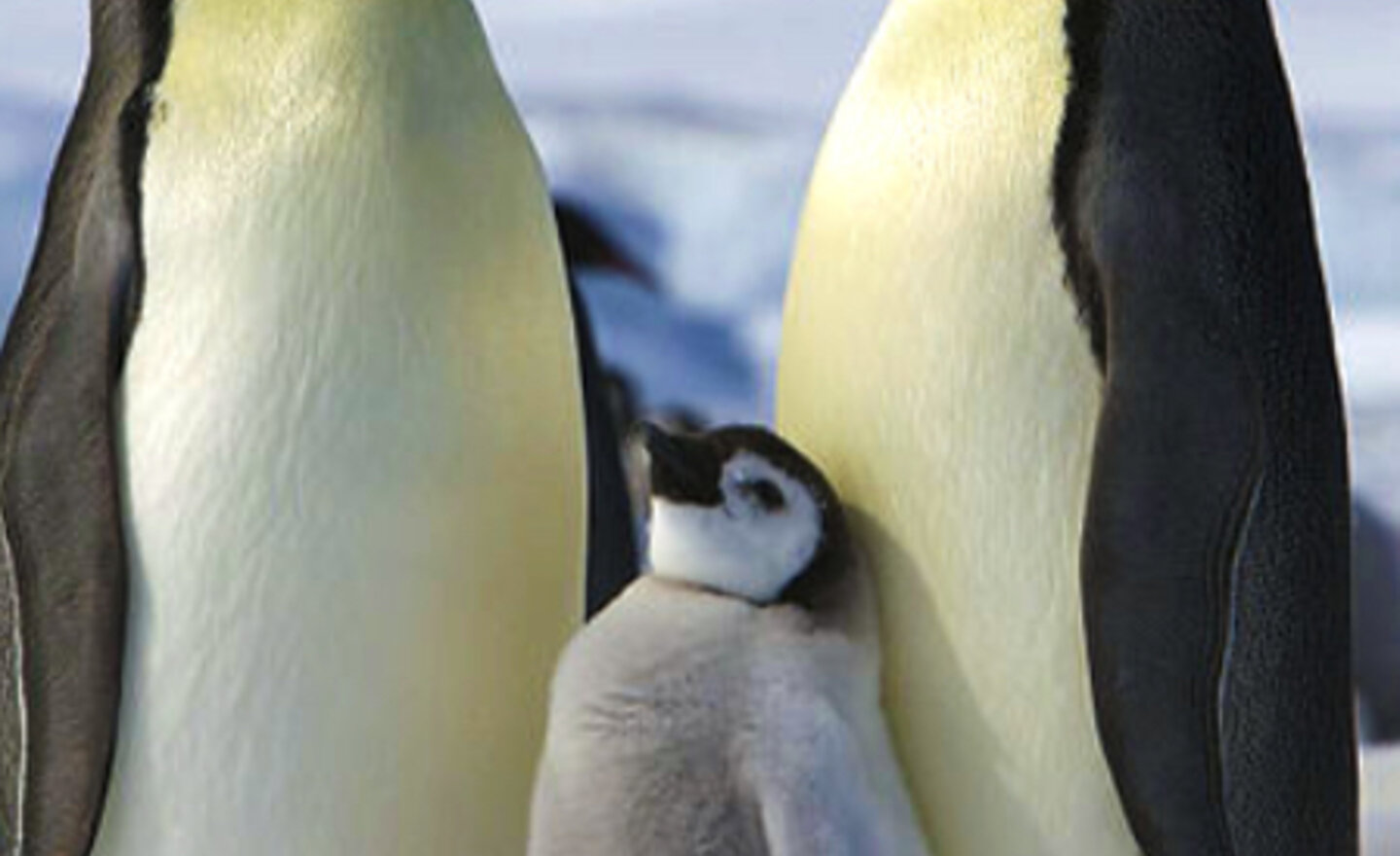 Image of Penguins