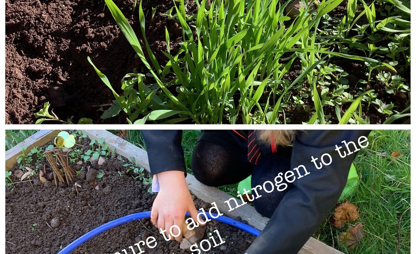 Image of Green manure?