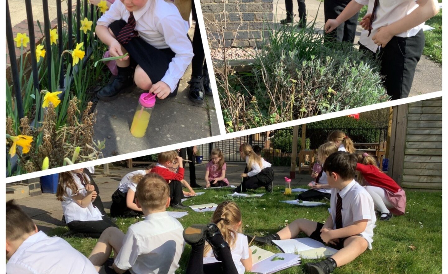 Image of Leaves leaves leaves