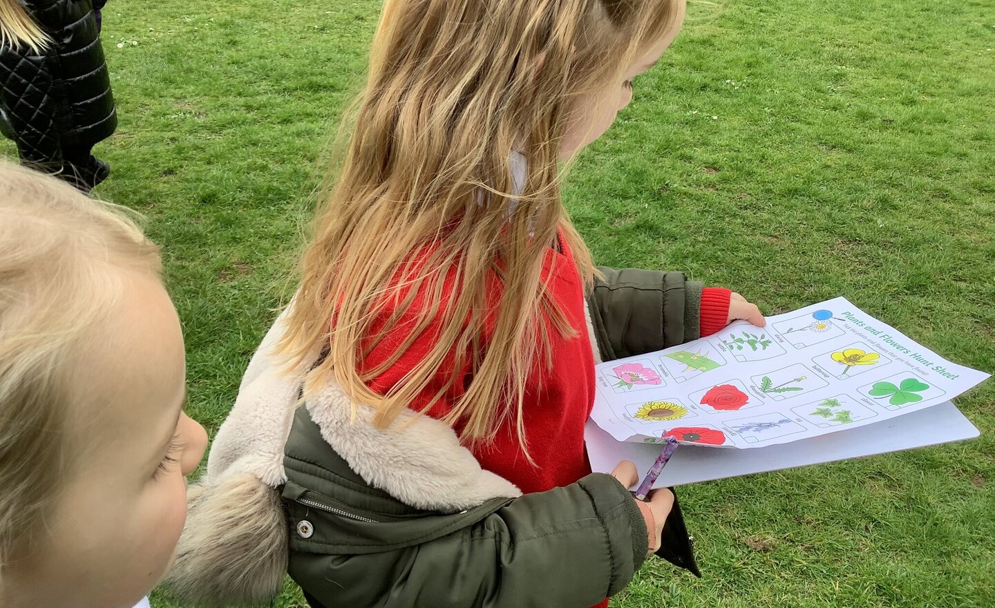 Image of Identifying common garden and wild plants