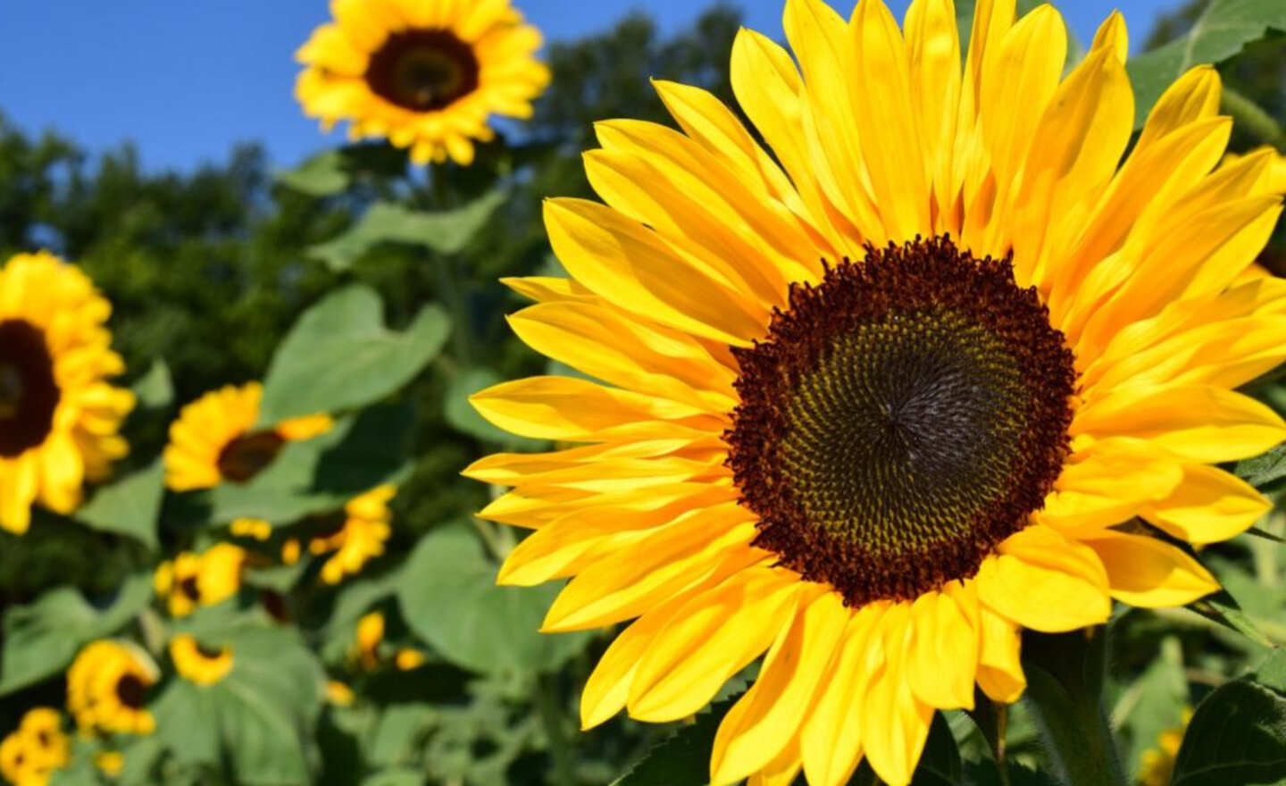Image of Sunflowers 