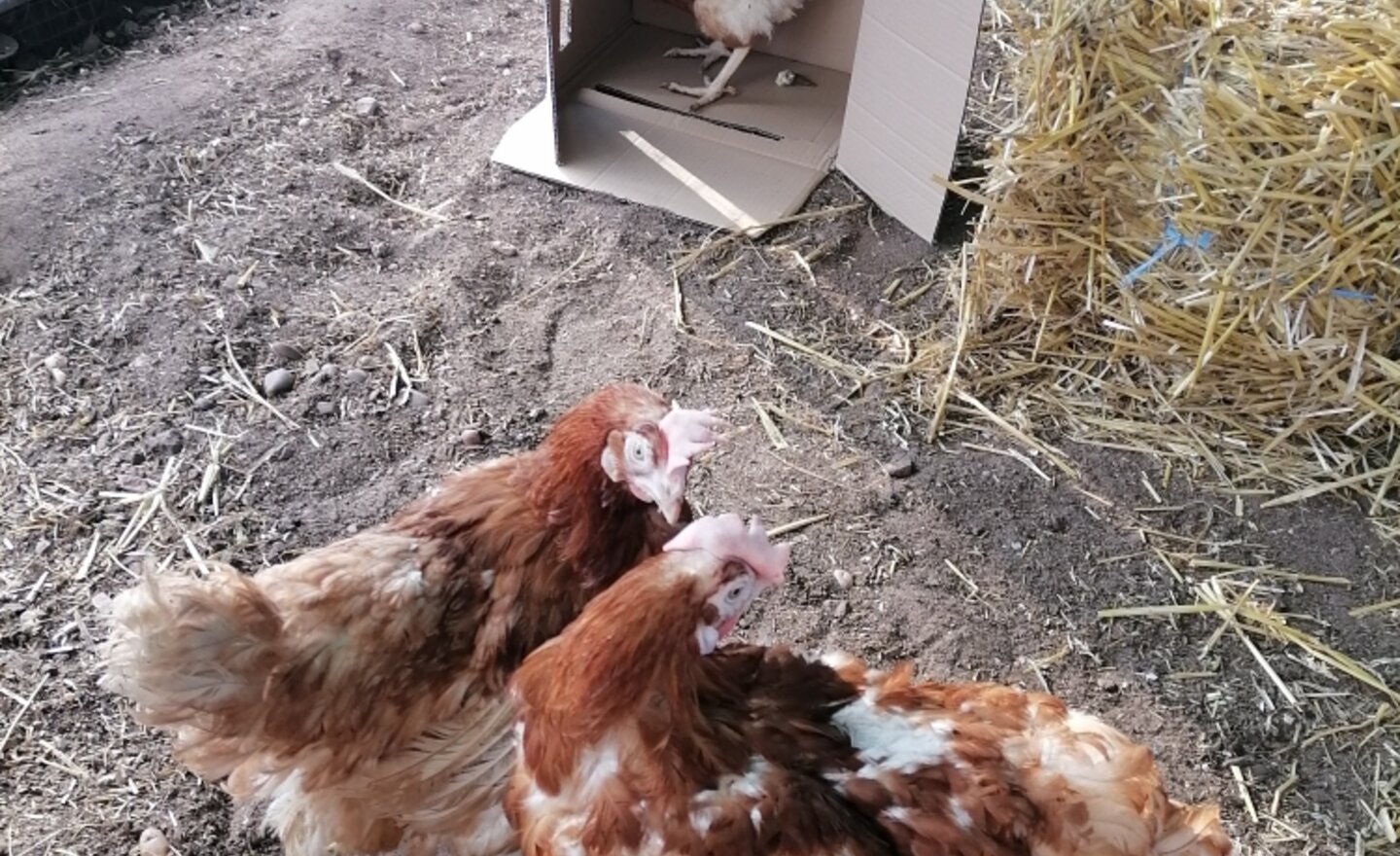 Image of Our chickens are doing really well