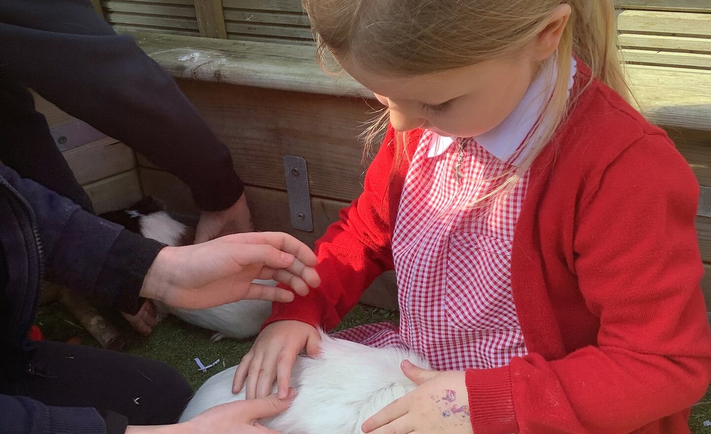 Image of We have been caring for our new friends!