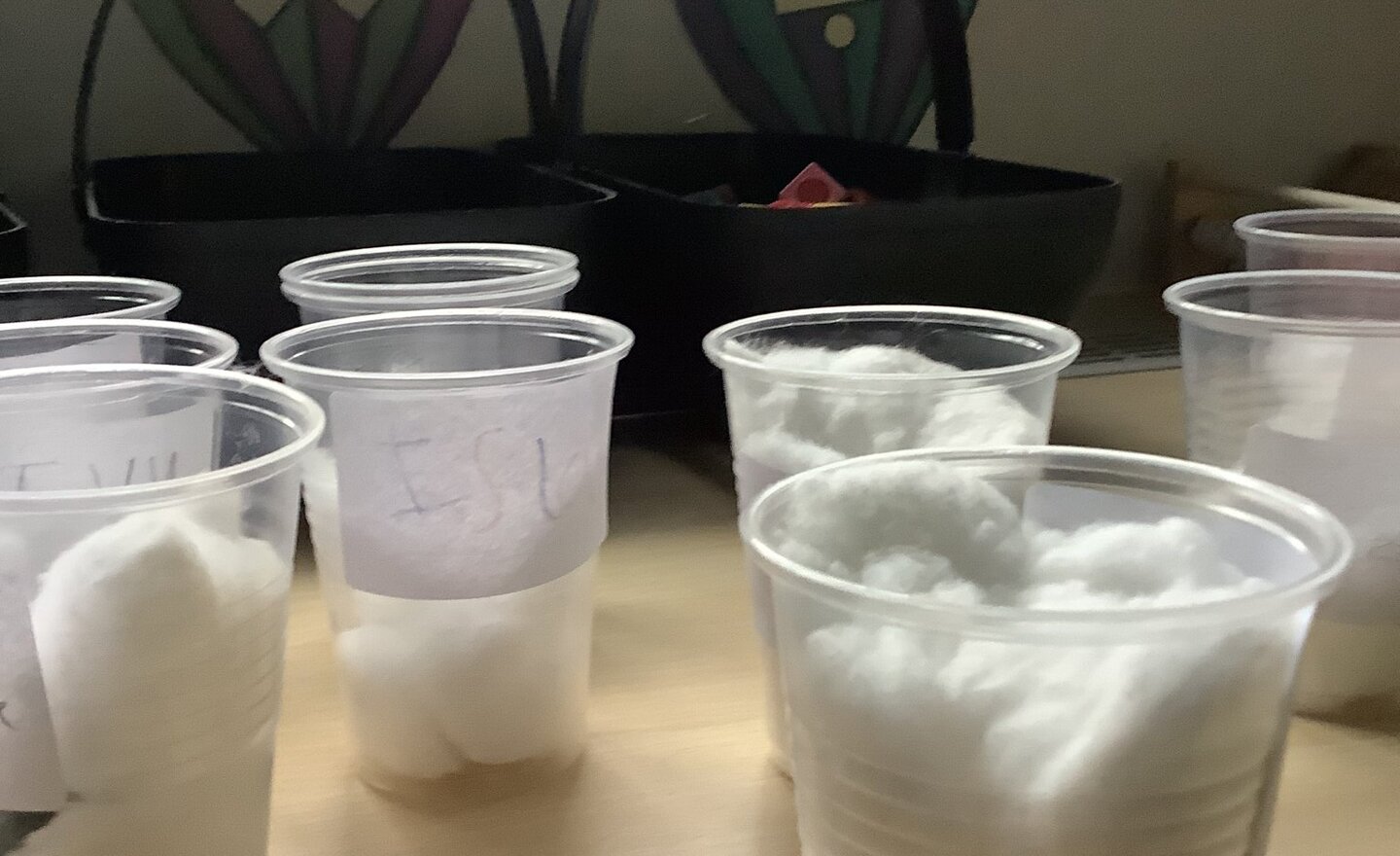 Image of What do plants need to grow?