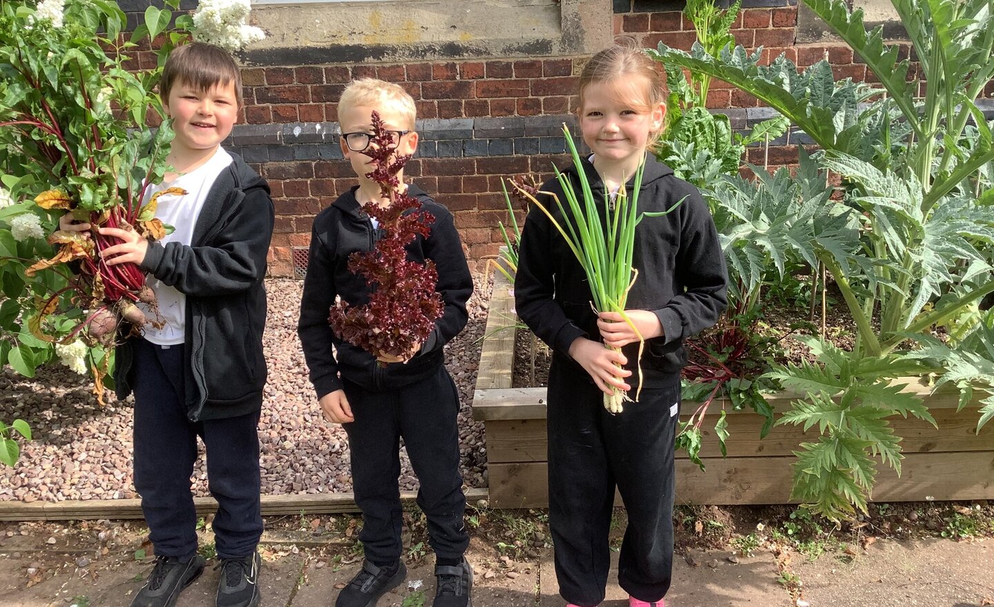 Image of Harvesting herbs and veg