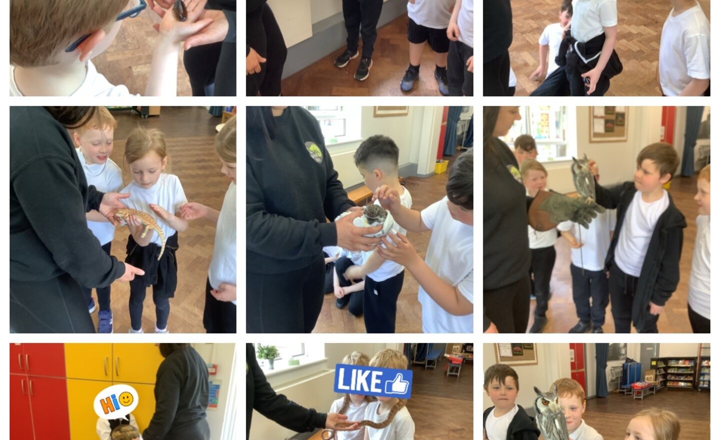 Image of The Animal Lady