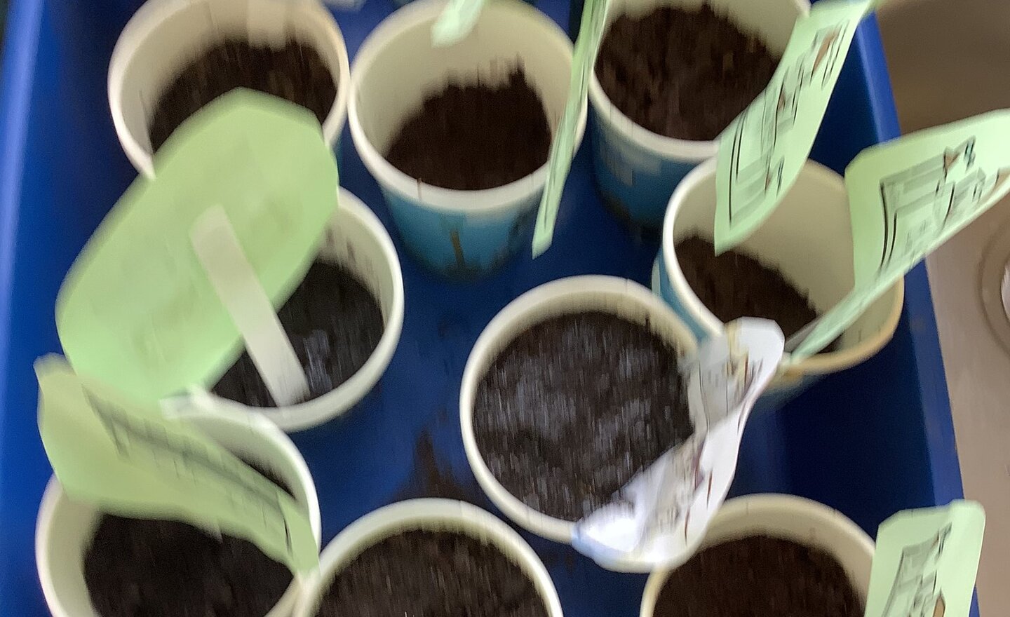 Image of Planting and caring for seeds!