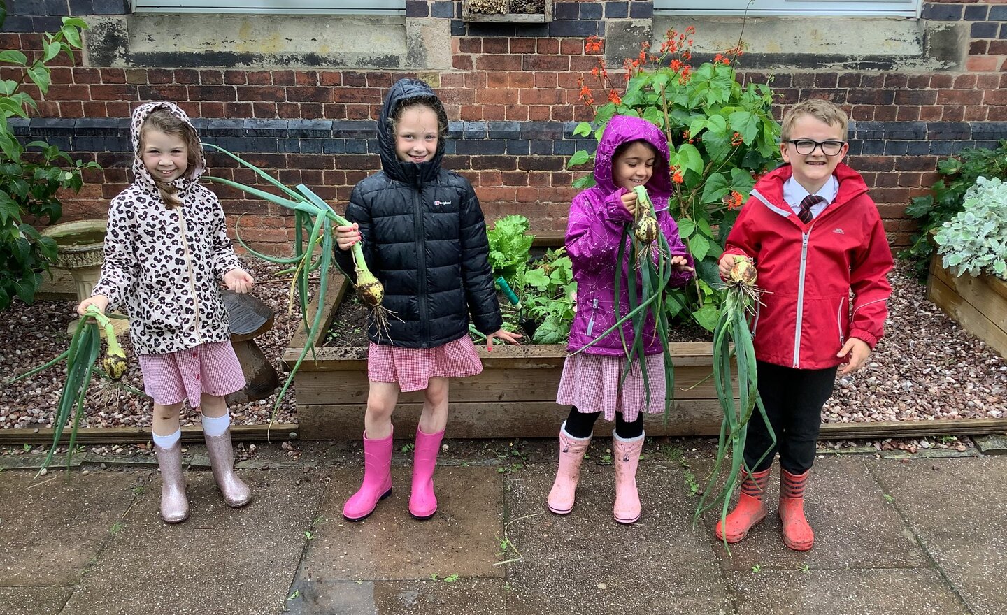 Image of Lots of onions 