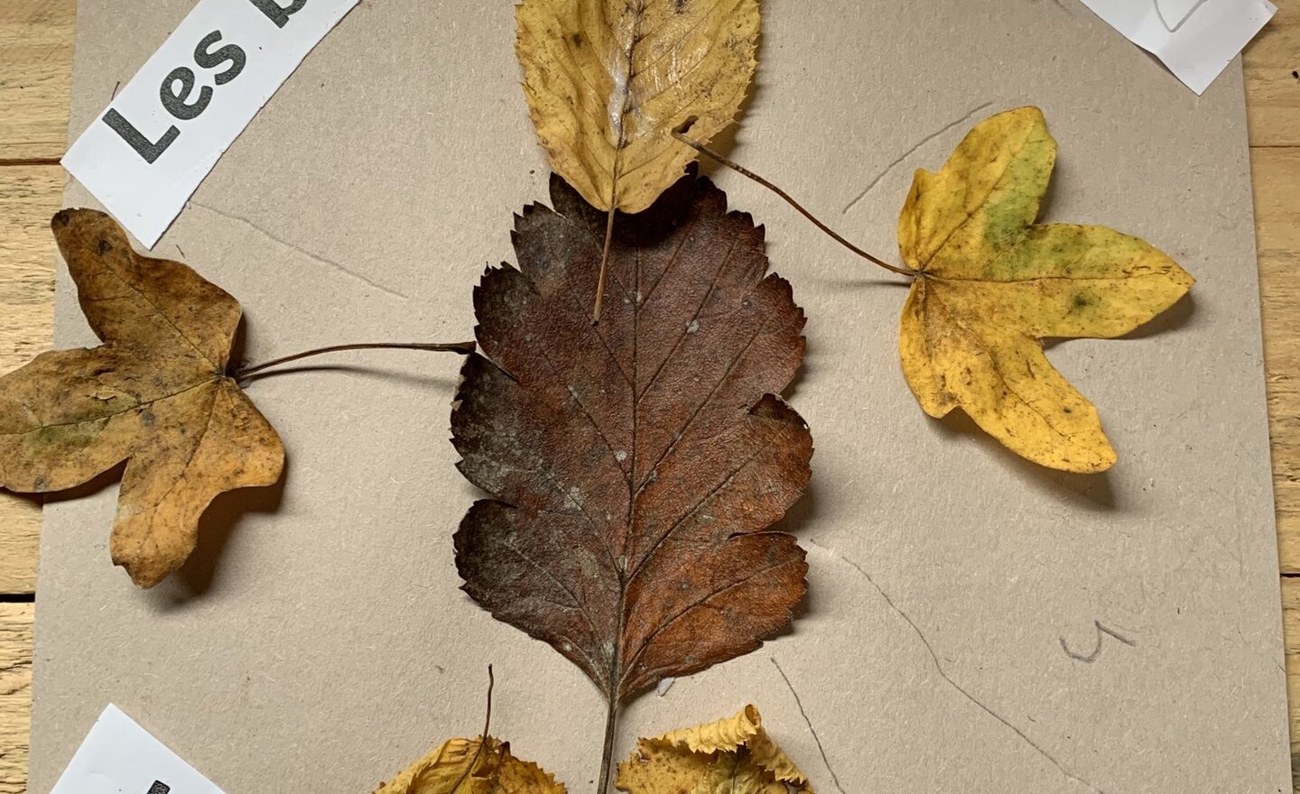 Image of Outdoor french