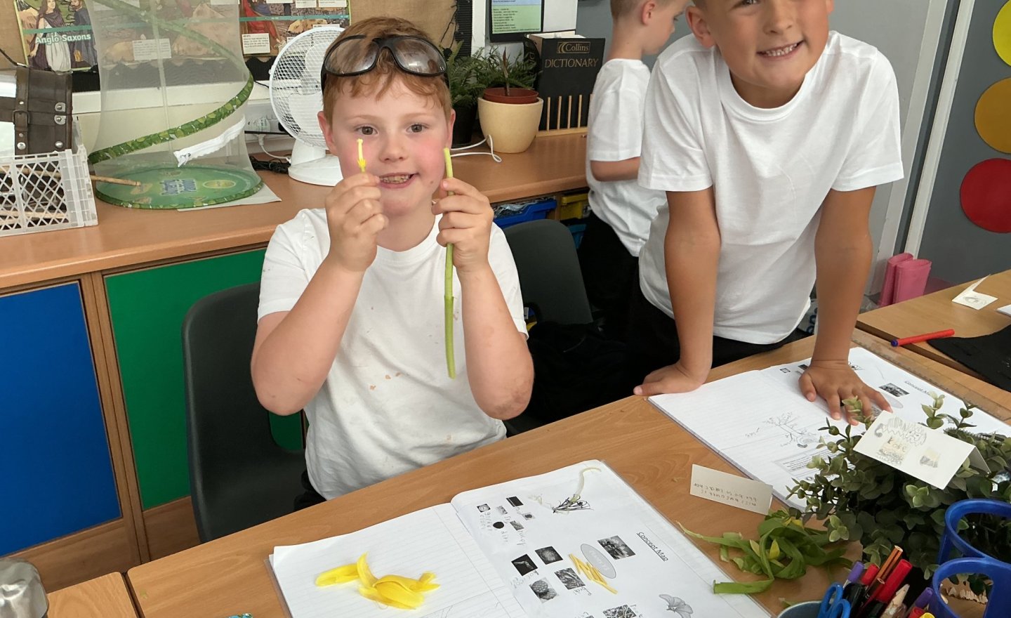 Image of Dissecting plants