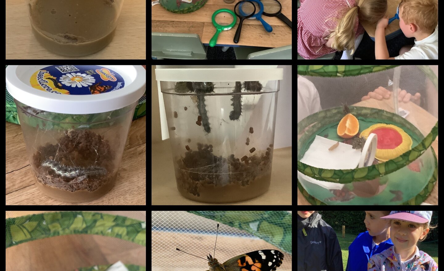 Image of Our butterflies have been released