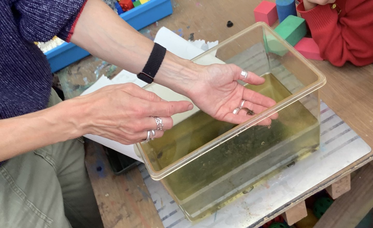Image of Releasing the tadpoles and froglets!