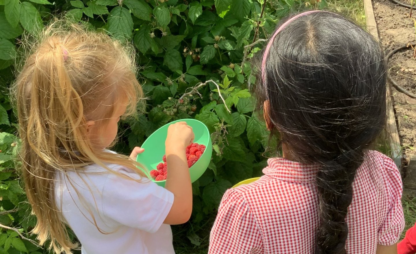 Image of Raspberry picking! 