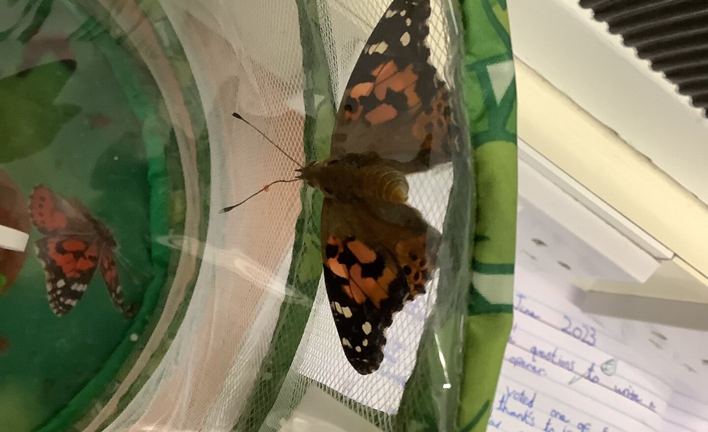 Image of Butterfly excitement in English